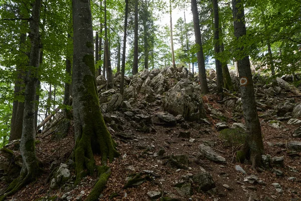 Çam ormanları ve dağlarda yürüyüş yolları olan bir manzara.