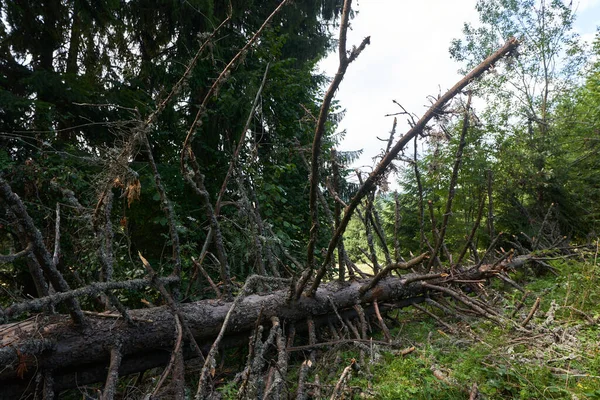 Landscape Fir Tree Broken Storm — Stock Photo, Image