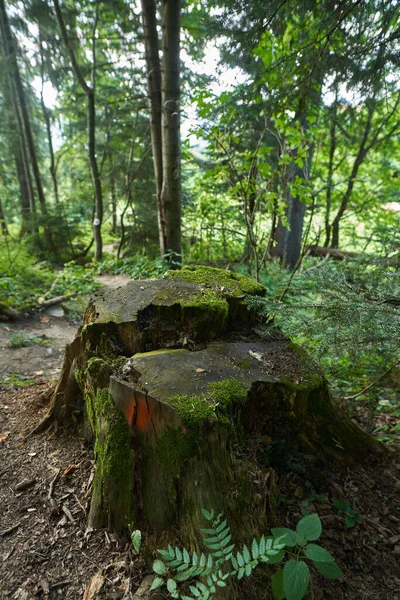 Großer Baumstumpf Mit Moos Buchenwald — Stockfoto