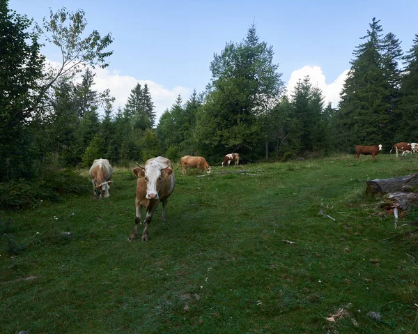 Manada Vacas Pastando Pasto Nas Montanhas — Fotografia de Stock