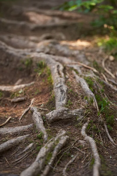 Vorstehende Wurzeln Von Tannen Auf Einem Waldweg — Stockfoto