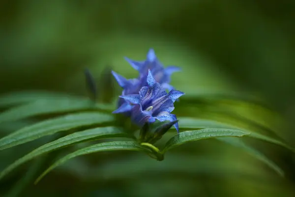 群山中一朵蓝色的野花拍成的合影 — 图库照片