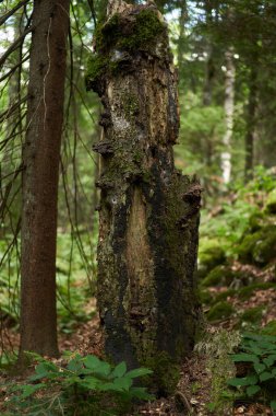 Çam ormanları ve dağlarda yürüyüş yolları olan bir manzara.