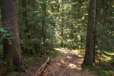 Çam ormanları ve dağlarda yürüyüş yolları olan bir manzara.