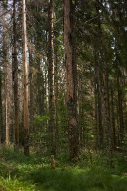 Çam ormanları ve dağlarda yürüyüş yolları olan bir manzara.