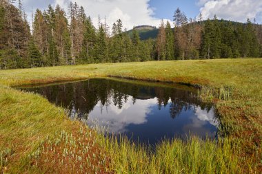 Romanya 'nın Apuseni ulusal rezervindeki turba bataklıklarından manzara