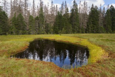 Romanya 'nın Apuseni ulusal rezervindeki turba bataklıklarından manzara