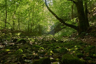 Romanya dağlarındaki el değmemiş cennet nehir vadisi ve el değmemiş suları, yosun kayaları ve ormanlarıyla