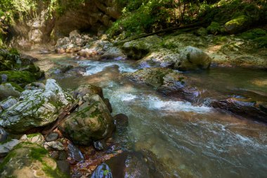 Romanya dağlarındaki el değmemiş cennet nehir vadisi ve el değmemiş suları, yosun kayaları ve ormanlarıyla