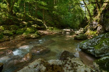 Romanya dağlarındaki el değmemiş cennet nehir vadisi ve el değmemiş suları, yosun kayaları ve ormanlarıyla