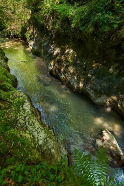 Romanya dağlarındaki el değmemiş cennet nehir vadisi ve el değmemiş suları, yosun kayaları ve ormanlarıyla