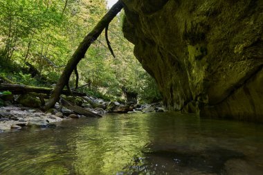 Romanya dağlarındaki el değmemiş cennet nehir vadisi ve el değmemiş suları, yosun kayaları ve ormanlarıyla