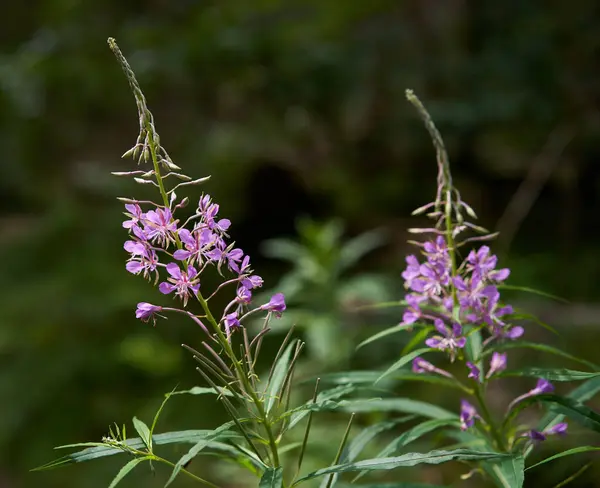 Closeup Shot Little Purple Mountain Flowers Selective Focus — Stok Foto