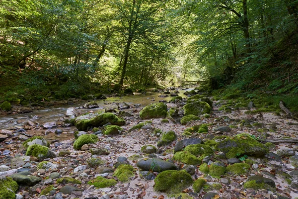 罗马尼亚山区未触及的乐园 有河流峡谷 清澈的水 苔藓丛生的巨石和森林 — 图库照片