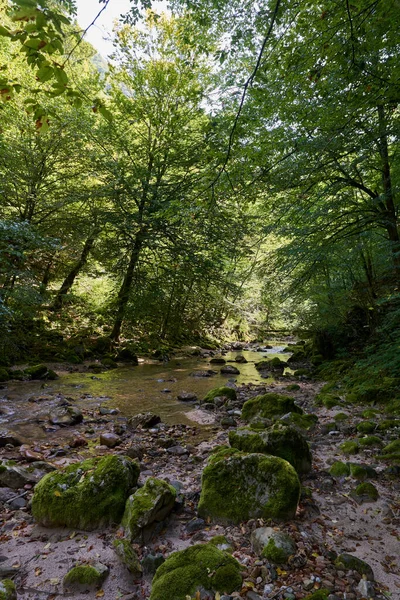 Orört Paradis Rumänska Berg Med Flodravin Och Orörda Vatten Mossiga — Stockfoto