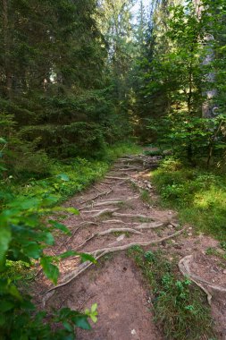 Dağlardaki yemyeşil ormandaki çam ağaçlarının kökleri.