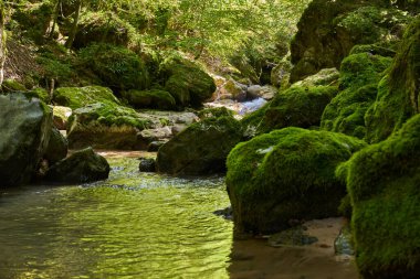 Dağ nehri, yemyeşil bitki örtüsü ve yosunlu kayalarla dolu bir kanyondan akıyor.