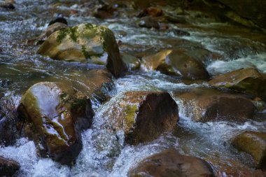 Soğuk, berrak su ve yosunlu kayalarla nehir akıntıları