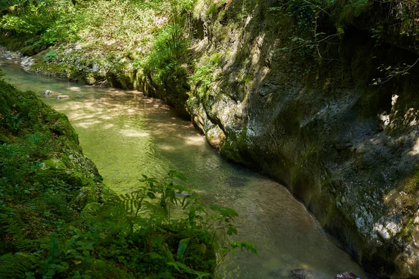 Dağ nehri, yemyeşil bitki örtüsü ve yosunlu kayalarla dolu bir kanyondan akıyor.