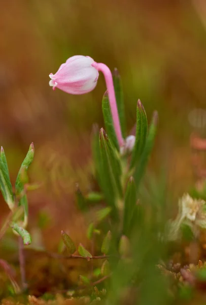 Closeup Little Wild Pink Flower Selective Focus — Stock Photo, Image