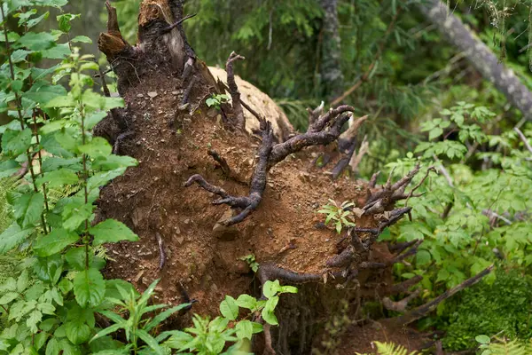 Gyökeres Fenyőfa Erdőben Gyökerek Között Még Mindig Van Friss Talaj — Stock Fotó
