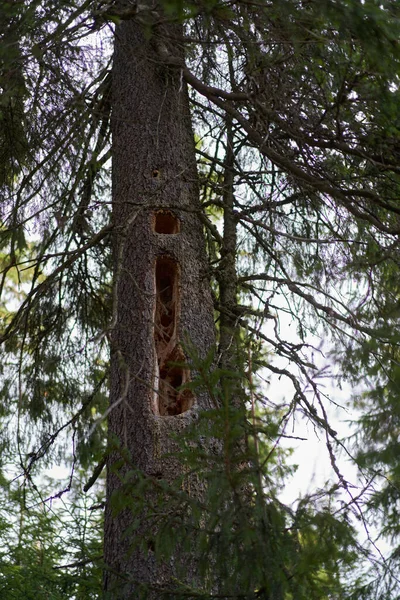 Pine Tree Many Holes Dug Woodpeckers Searching Grubs — Stock Photo, Image