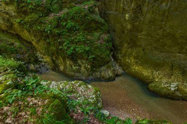 Dağ nehrinin canlı manzarası kocaman yosunlu kayalar ve ormanlarla dolu bir kanyondan geçiyor.