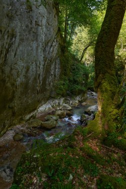 Dağ nehrinin canlı manzarası kocaman yosunlu kayalar ve ormanlarla dolu bir kanyondan geçiyor.