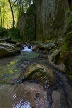 Dağ nehrinin canlı manzarası kocaman yosunlu kayalar ve ormanlarla dolu bir kanyondan geçiyor.