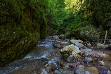 Dağ nehrinin canlı manzarası kocaman yosunlu kayalar ve ormanlarla dolu bir kanyondan geçiyor.