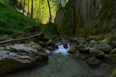 Dağ nehrinin canlı manzarası kocaman yosunlu kayalar ve ormanlarla dolu bir kanyondan geçiyor.