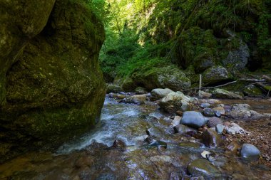 Dağ nehrinin canlı manzarası kocaman yosunlu kayalar ve ormanlarla dolu bir kanyondan geçiyor.