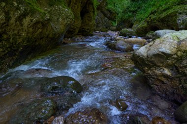 Dağ nehrinin canlı manzarası kocaman yosunlu kayalar ve ormanlarla dolu bir kanyondan geçiyor.