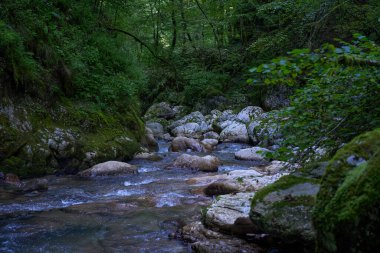 Dağ nehrinin canlı manzarası kocaman yosunlu kayalar ve ormanlarla dolu bir kanyondan geçiyor.