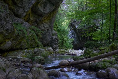 Dağ nehrinin canlı manzarası kocaman yosunlu kayalar ve ormanlarla dolu bir kanyondan geçiyor.