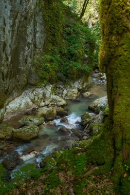 Dağ nehrinin canlı manzarası kocaman yosunlu kayalar ve ormanlarla dolu bir kanyondan geçiyor.