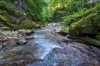 Dağ nehrinin canlı manzarası kocaman yosunlu kayalar ve ormanlarla dolu bir kanyondan geçiyor.