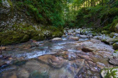 Dağ nehrinin canlı manzarası kocaman yosunlu kayalar ve ormanlarla dolu bir kanyondan geçiyor.