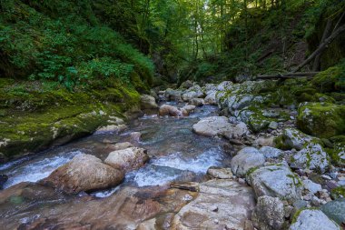 Dağ nehrinin canlı manzarası kocaman yosunlu kayalar ve ormanlarla dolu bir kanyondan geçiyor.