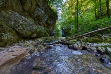 Dağ nehrinin canlı manzarası kocaman yosunlu kayalar ve ormanlarla dolu bir kanyondan geçiyor.
