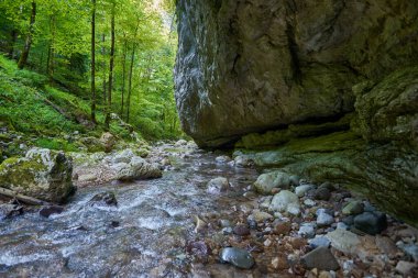 Dağ nehrinin canlı manzarası kocaman yosunlu kayalar ve ormanlarla dolu bir kanyondan geçiyor.