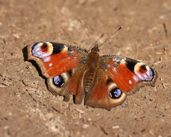 Closeup Peacock Butterfly Aglais Ground Wings Spreaded — Stock Photo, Image