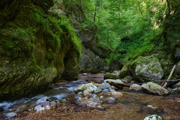 Dağ nehrinin canlı manzarası kocaman yosunlu kayalar ve ormanlarla dolu bir kanyondan geçiyor.