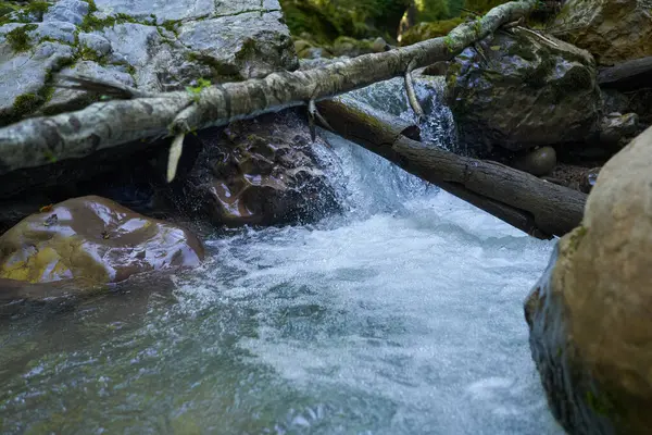 Dağ nehrinin canlı manzarası kocaman yosunlu kayalar ve ormanlarla dolu bir kanyondan geçiyor.