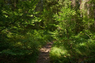 Yaz sonu manzarası ve dağlarda ormanlarla kaplı bir yürüyüş parkuru.