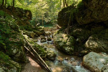 Büyük yosun kaplı kaya parçalarıyla nehir ve boğaz manzarası