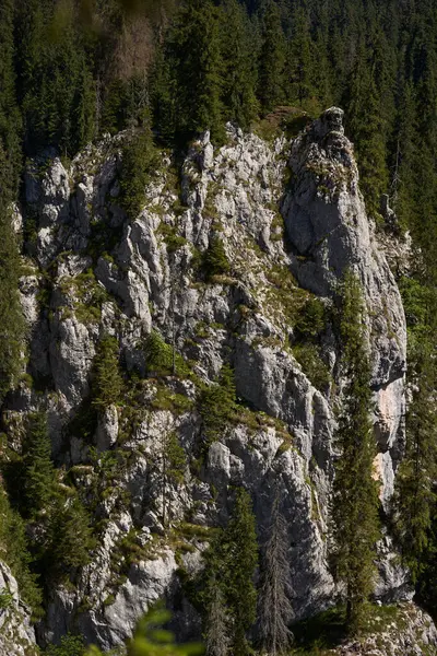 Kalın Çam Ormanlarıyla Kaplı Dağlarla Kaplı Manzara — Stok fotoğraf