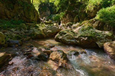 Dağ nehrinin canlı manzarası kocaman yosunlu kayalar ve ormanlarla dolu bir kanyondan geçiyor.