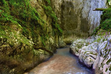 Dağ nehrinin canlı manzarası kocaman yosunlu kayalar ve ormanlarla dolu bir kanyondan geçiyor.