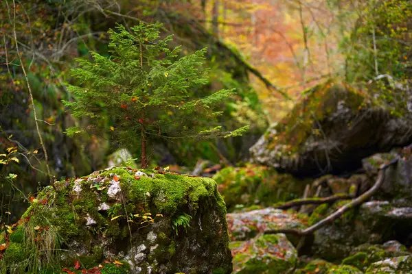 Żywy Krajobraz Kanionu Rzeką Bujnym Kolorowym Lasem Jesiennym — Zdjęcie stockowe